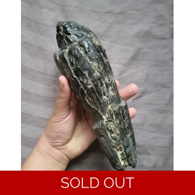 Rare Giant Cetacean Mammal Fossil Tooth South Carolina